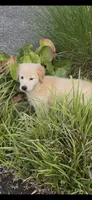 Jacob, a male Golden Retriever for sale in Bothell, WA – 9 of 10