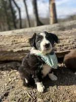 Bebe, a female Border Collie for sale in Portland, TN – Photo 9 of 9