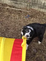 Bebe, a female Border Collie for sale in Portland, TN – Photo 4 of 9