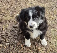 Bebe, a female Border Collie for sale in Portland, TN – Photo 7 of 9