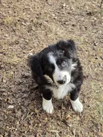 Bebe, a female Border Collie for sale in Portland, TN – Photo 3 of 9