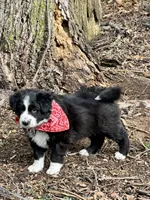 Bebe, a female Border Collie for sale in Portland, TN – Photo 6 of 9
