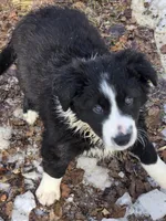 Bebe, a female Border Collie for sale in Portland, TN – Photo 1 of 9