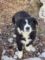 Bebe, a female Border Collie for sale in Portland, TN – Photo 2 of 9