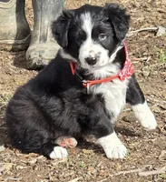 Bebe, a female Border Collie for sale in Portland, TN – Photo 8 of 9