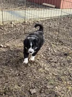 Bebe, a female Border Collie for sale in Portland, TN – Photo 5 of 9