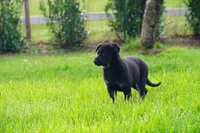 Pink collar, a female German Shepherd Dog for sale in Portland, OR – Photo 4 of 6