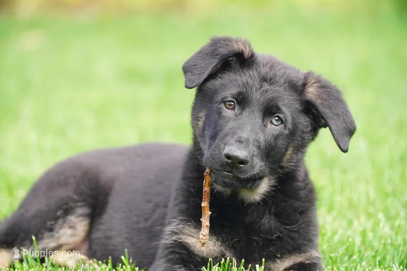 Pink collar, a female German Shepherd Dog for sale in Portland, OR – Photo 1 of 6