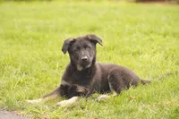 Pink collar, a female German Shepherd Dog for sale in Portland, OR – Photo 5 of 6