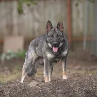 Green collar, a male German Shepherd Dog for sale in Portland, OR – Photo 3 of 3