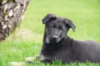 Pink collar, a female German Shepherd Dog for sale in Portland, OR – Photo 3 of 6