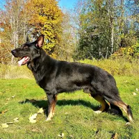 Green collar, a male German Shepherd Dog for sale in Portland, OR – Photo 2 of 3