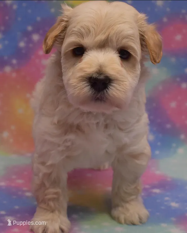 Wannaby – Miniature Schnauzer puppy for sale in Madera, CA