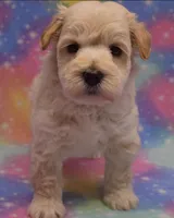 Wannaby, a female Miniature Schnauzer for sale in Madera, CA – 1 of 6