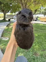Liver tan toy, a female Miniature Schnauzer for sale in Madera, CA – 2 of 3