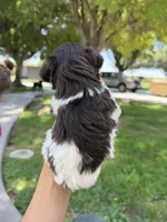 Liver parti toy sized, a male Miniature Schnauzer for sale in Madera, CA – 3 of 4