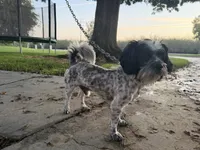 No name , a male Cavapoo for sale in Madera, CA – 2 of 7