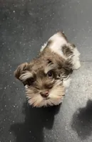 Blue, a male Miniature Schnauzer for sale in Madera, CA – 2 of 2