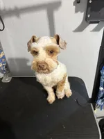 Red parti, a male Miniature Schnauzer for sale in Madera, CA – 4 of 5