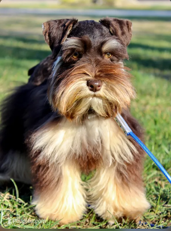 Rodeo – Miniature Schnauzer puppy for sale in Madera, CA