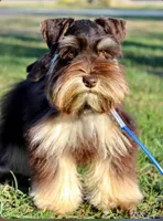 Rodeo, a male Miniature Schnauzer for sale in Madera, CA – 1 of 4