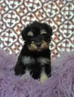 Very small, a female Miniature Schnauzer for sale in Madera, CA – 2 of 2