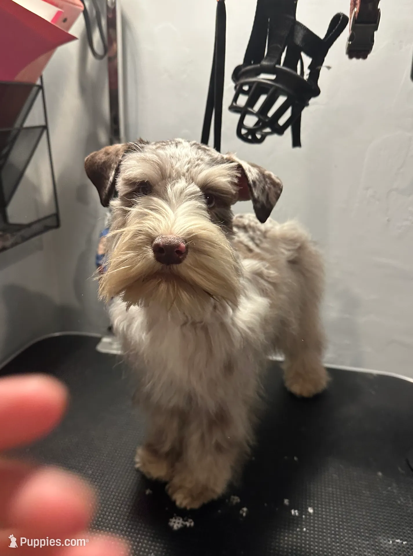 Liver merle girl, a female Miniature Schnauzer for sale in Madera, CA – Photo 4 of 9