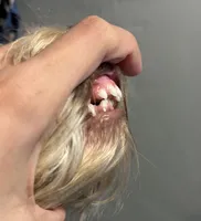 Liver merle girl, a female Miniature Schnauzer for sale in Madera, CA – Photo 8 of 9