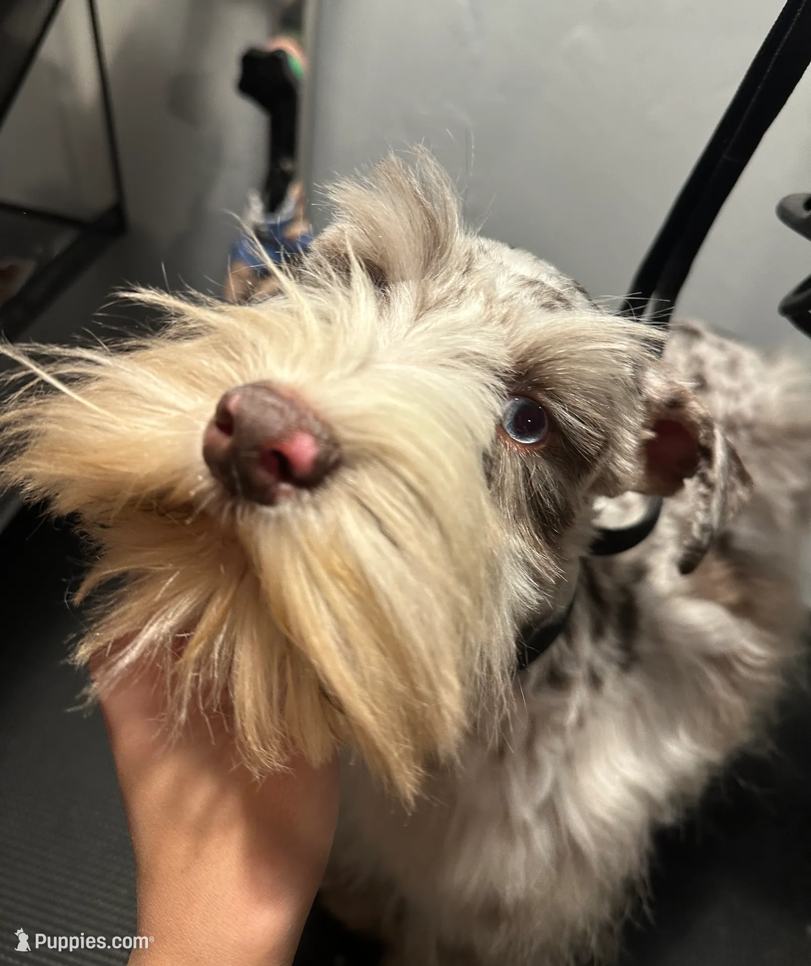 Liver merle girl, a female Miniature Schnauzer for sale in Madera, CA – Photo 6 of 9