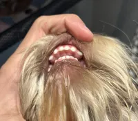 Liver merle girl, a female Miniature Schnauzer for sale in Madera, CA – Photo 9 of 9