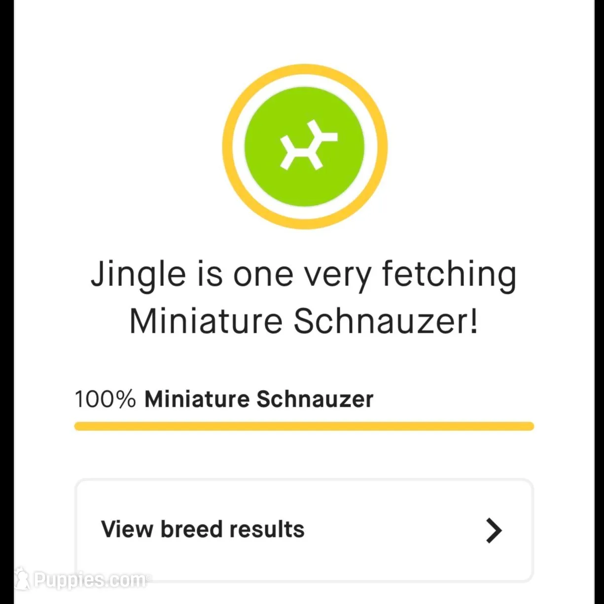 Liver merle girl, a female Miniature Schnauzer for sale in Madera, CA – Photo 2 of 9