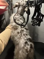 Liver merle girl, a female Miniature Schnauzer for sale in Madera, CA – Photo 3 of 9