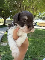 Liver parti toy sized, a male Miniature Schnauzer for sale in Madera, CA – 2 of 4