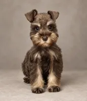 Petal , a female Miniature Schnauzer for sale in Madera, CA – 1 of 1