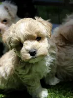 Indy , a female Miniature Schnauzer for sale in Madera, CA – 2 of 4
