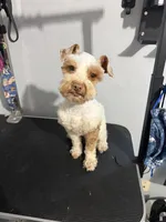 Red parti, a male Miniature Schnauzer for sale in Madera, CA – 2 of 5