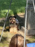 Rodeo, a male Miniature Schnauzer for sale in Madera, CA – 2 of 4