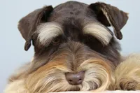Rodeo, a male Miniature Schnauzer for sale in Madera, CA – 3 of 4