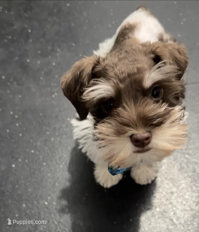 Blue – Miniature Schnauzer puppy for sale in Madera, CA