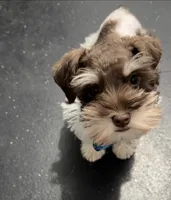 Blue, a male Miniature Schnauzer for sale in Madera, CA – 1 of 2