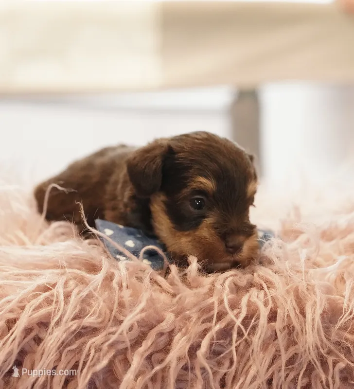Blue collar   – Miniature Schnauzer puppy for sale in Madera, CA