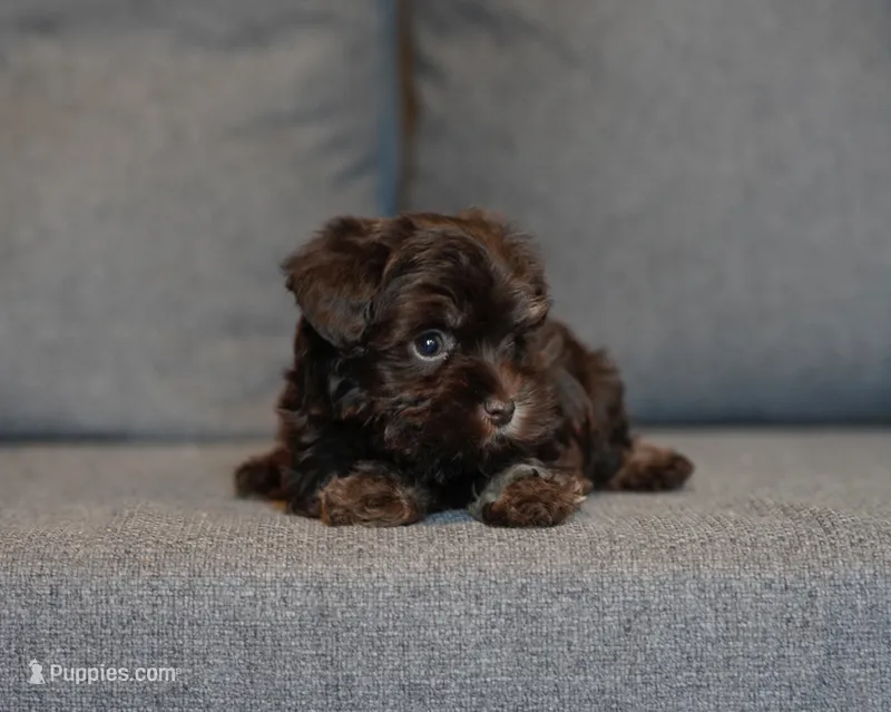 Last Liver toy sized