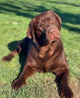 English lab full AKC, a female Labrador Retriever for sale in Madera, CA – Photo 8 of 10