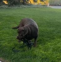 English lab full AKC, a female Labrador Retriever for sale in Madera, CA – Photo 2 of 10