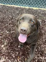 English lab full AKC, a female Labrador Retriever for sale in Madera, CA – Photo 3 of 10