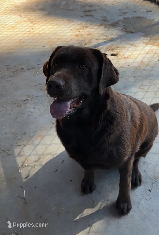 English lab full AKC