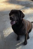 English lab full AKC, a female Labrador Retriever for sale in Madera, CA – Photo 1 of 10