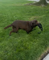 English lab full AKC, a female Labrador Retriever for sale in Madera, CA – Photo 4 of 10