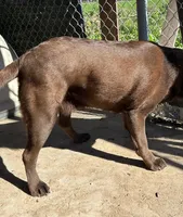 English lab full AKC, a female Labrador Retriever for sale in Madera, CA – Photo 7 of 10