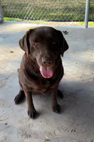 English lab full AKC, a female Labrador Retriever for sale in Madera, CA – Photo 6 of 10